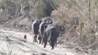 חזירי בר בשדות