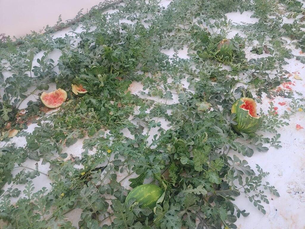 הנזק זגרמו חזירי בר