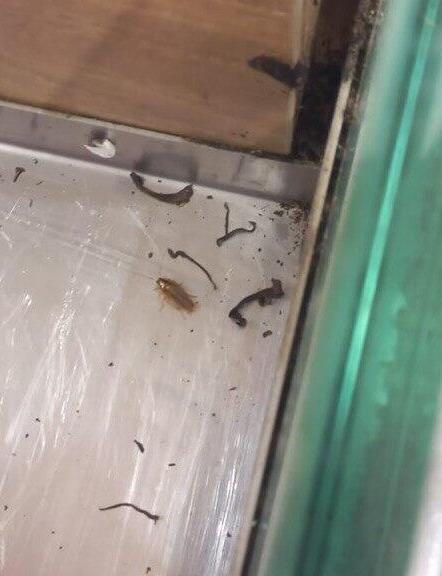 Тараканы и грязь в холодильнике Тараканы и грязь в холодильнике