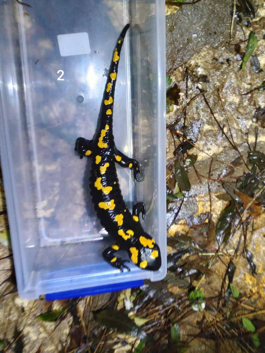 Саламандра (Фото: Лирон Шапира, Фото: Асаф Бен-Леви, Общество охраны природы) סלמנדרה בכרמל