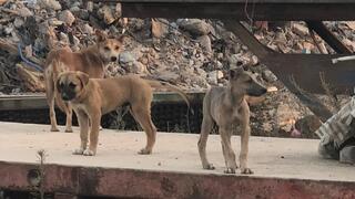 כלבים משוטטים בעוטף עזה