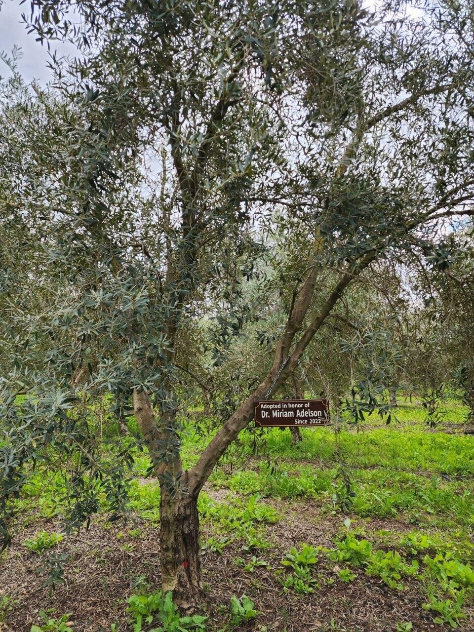 Photo: My Tree in Israel