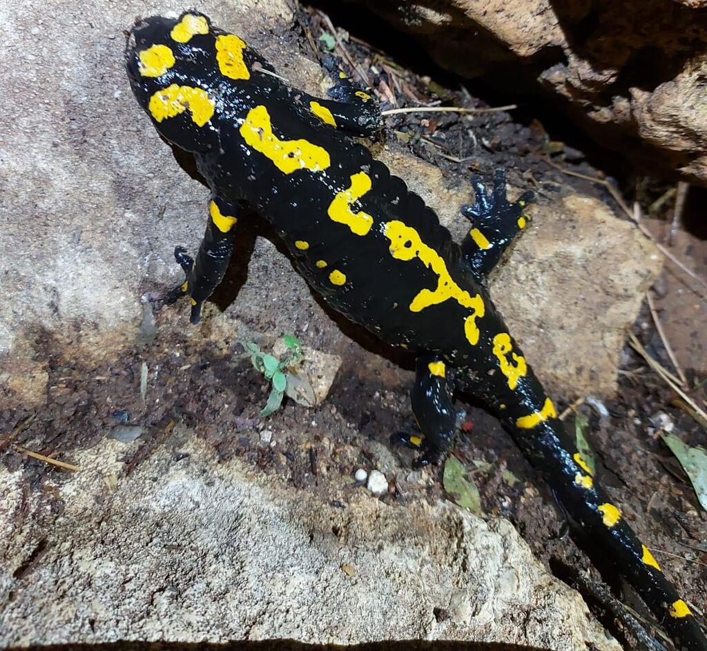 Саламандра на Кармеле (Фото: Асаф Бен-Леви, Общество охраны природы) סלמנדרה בכרמל