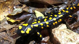 סלמנדרה בכרמל