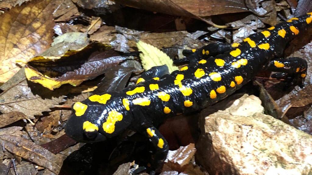 Саламандра в Кармеле (Фото: Омри Селнер, Общество охраны природы) סלמנדרה בכרמל