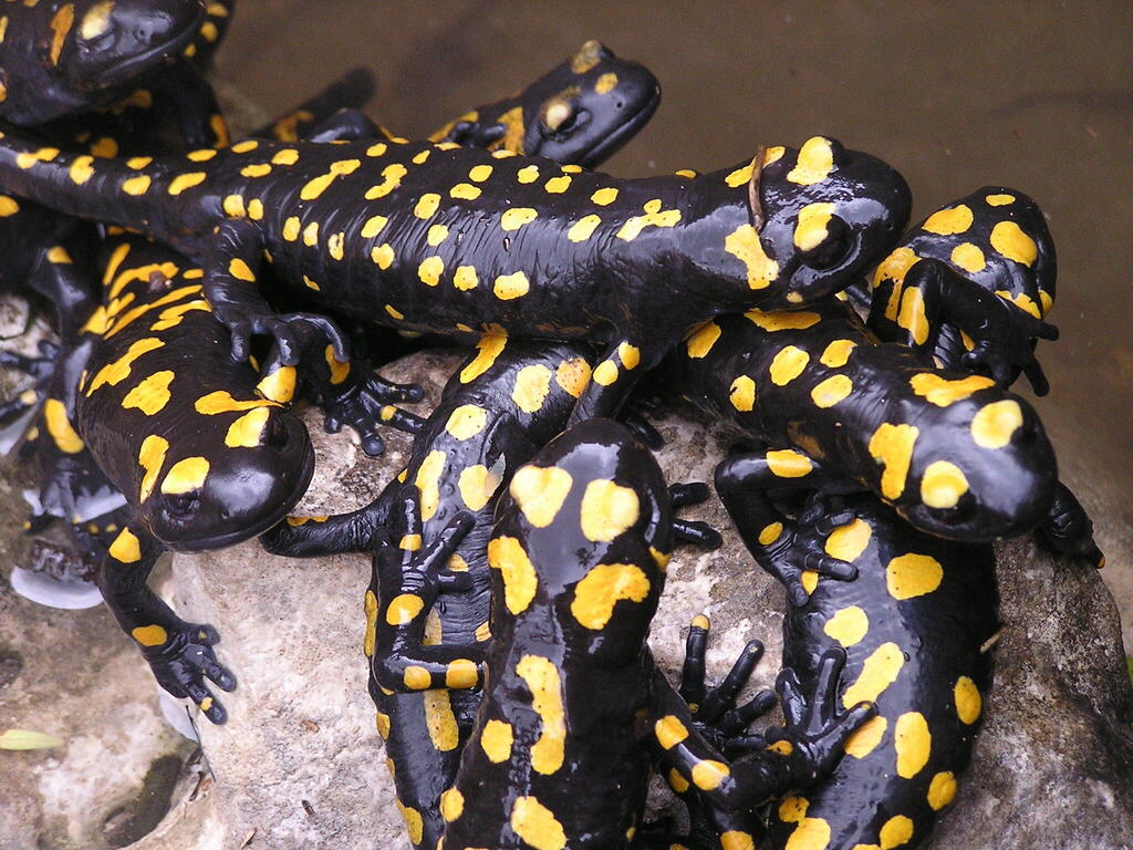 Саламандры (Фото: Лирон Шапира, Фото: Асаф Бен-Леви, Общество охраны природы) סלמנדרות בכרמל