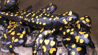 סלמנדרות בכרמל