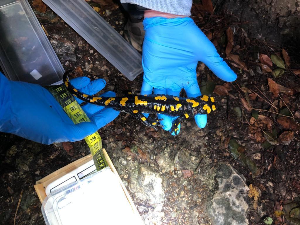 Исследователи на Кармеле (Фото: Омри Селнер, Общество охраны природы) סלמנדרה בכרמל