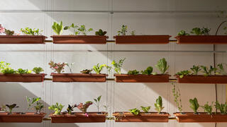 גינה אנכית תלויה, גינתו, אסף יוז