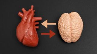 מוח, לב