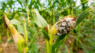 עלי וגבעולי עגבנייה שנדבקו בכימשון מוקדם, מחלה הנגרמת ע"י הפטריה Alternaria linariae ויכולה לגרום לאבדן משמעותי ביבול העגבניות