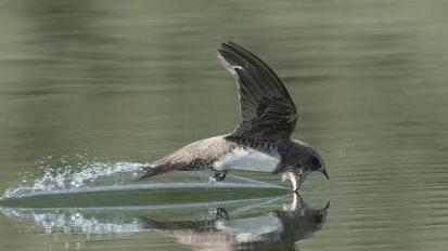 סיס הרים בנתיב הל"ה