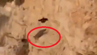 תיעוד: שועל נפל עשרות מטרים במדבר יהודה - ושרד