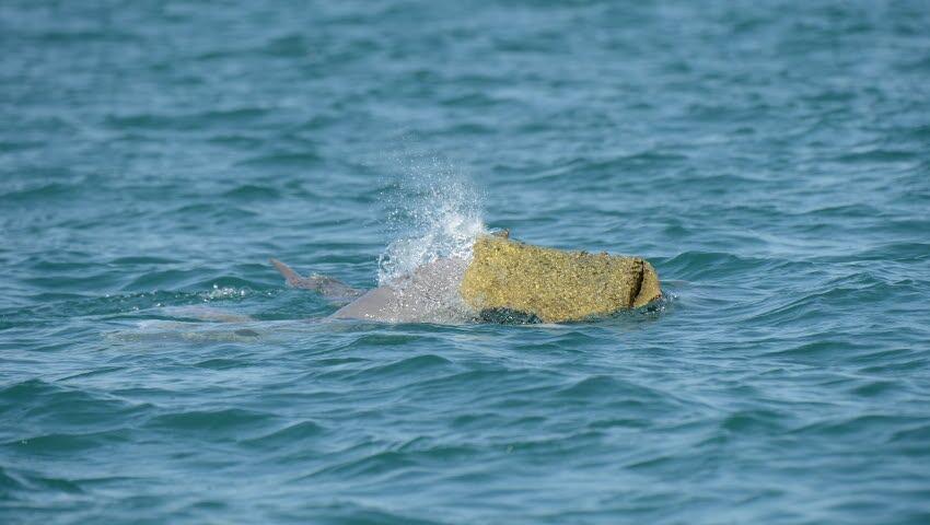 Photo: WA Parks and Wildlife Service חובשים את הספוגים על הראש. דולפין סוסא אוסטרלי עם "כובע" ספוג