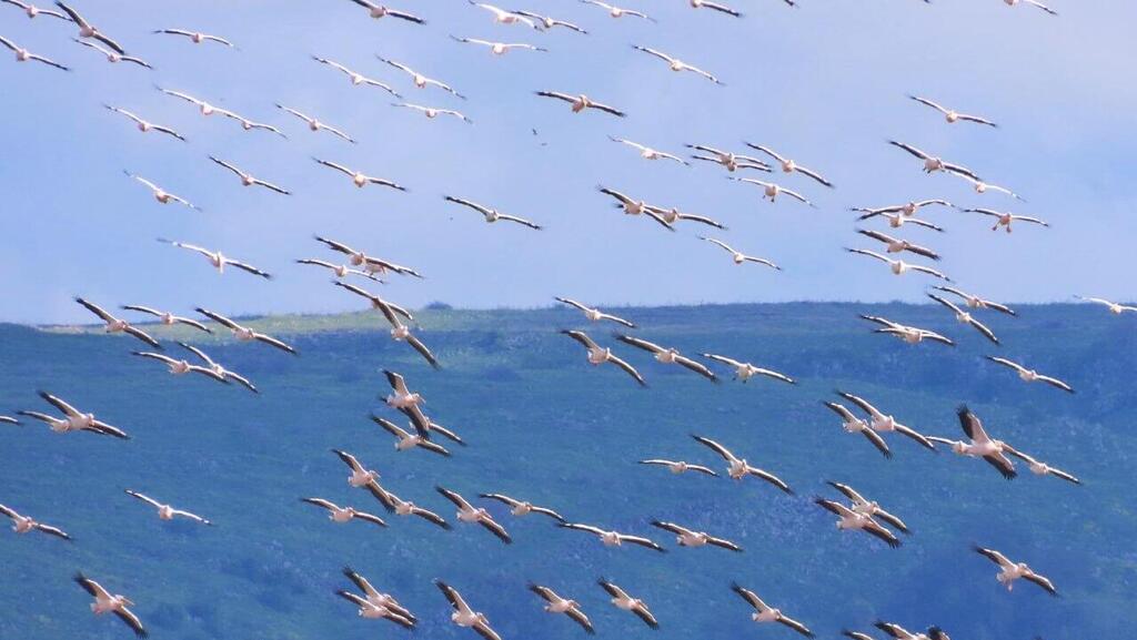 ציפורים נודדות