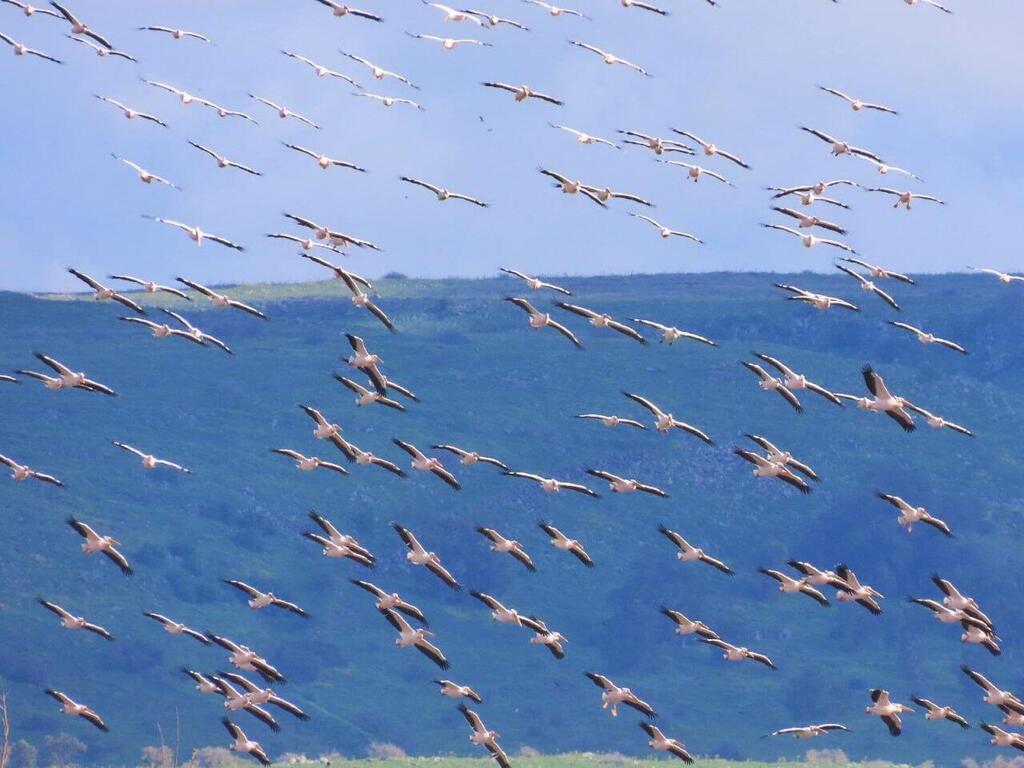 Photo: Inbar Shlomit Rubin, KKL-JNF ציפורים נודדות