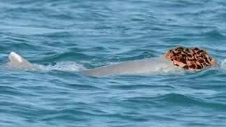 דולפין סוסא אוסטרלי חובש ספוג ככובע