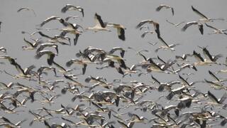 ציפורים נודדות