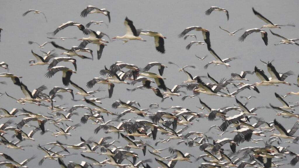 ציפורים נודדות