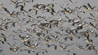 ציפורים נודדות