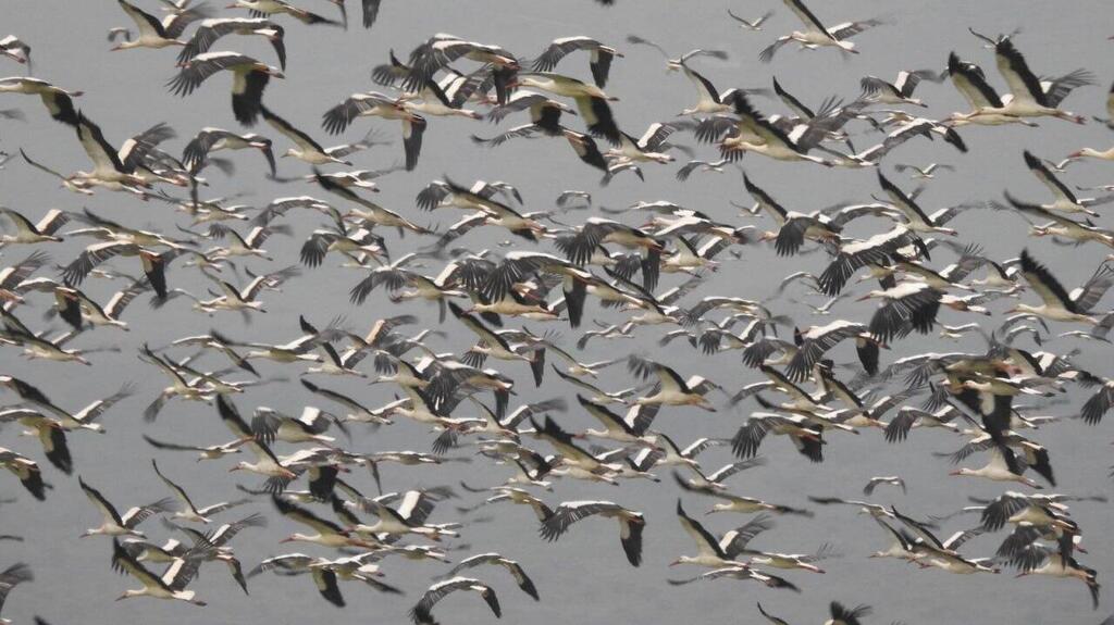 Migrating birds over Israel (Photo: Inbar Shlomit Rubin, KKL-JNF) ציפורים נודדות