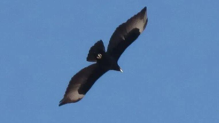 A black eagle recorded in the Eilat mountains, October 2025 (Photo: Nathaniel Bernstein, Society for the Protection of Nature) עיט שחור שתועד בהרי אילת, אוקטובר 2025