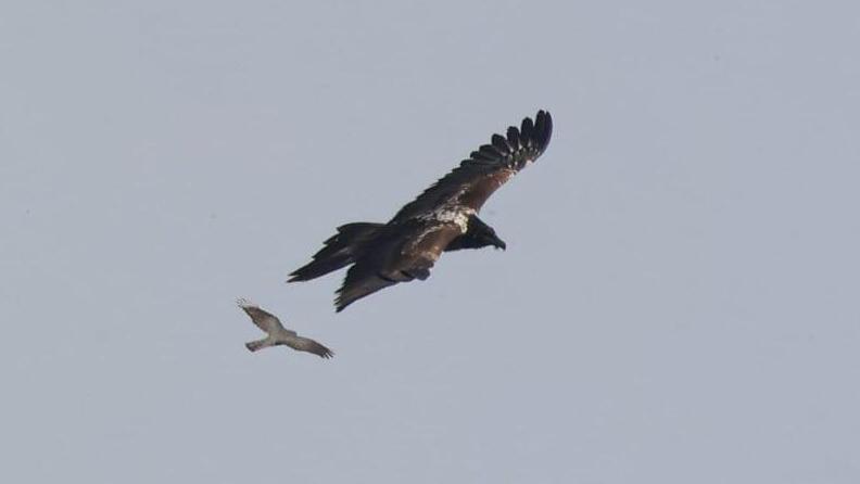A vulture flying over the Golan Heights (Photo: Yotam Bashan, Society for the Protection of Nature) פרס שתועד ברמת הגולן