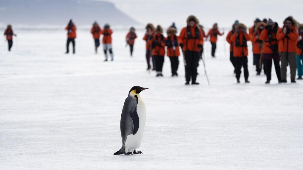 Туристы в Антарктике (Фото: miolmor, shutterstock) פינגווין קיסרי בודד ניצב מול קבוצת תיירים על קרח הים באנטארקטיקה
