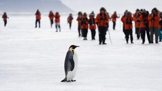 פינגווין קיסרי בודד ניצב מול קבוצת תיירים על קרח הים באנטארקטיקה