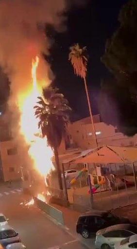 Подожженная детьми пальма в Рамле (Фото публикуется в соответствии с п.27 алеф Закона об авторских правах) הצתת עץ דקל בגינת ילדים ברמלה