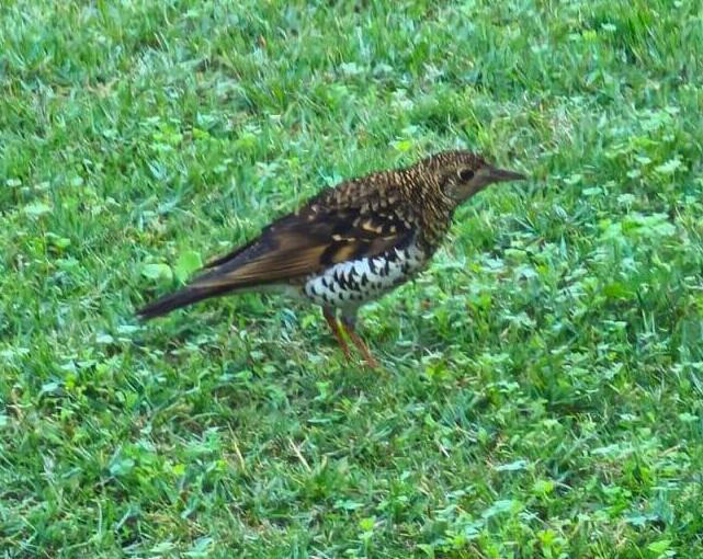 Golden thrush spotted in Kibbutz Kfar Hanasi (Photo: Ilan Gino) קיכלי זהבהב שתועד בקיבוץ כפר הנשיא