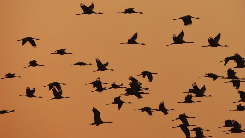 ציפורים נודדות