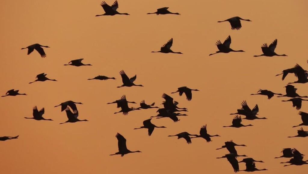 Photo: Inbar Shlomit Rubin, KKL-JNF ציפורים נודדות