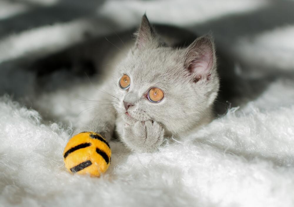 The initiative, known as FORWARD allows selected inmates to care for cats rescued through partnerships with local shelters (Photo: Lilia Solonari/Shutterstock) חתול מהרהר