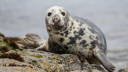 כלב ים אפור אטלנטי בסקוטלנד
