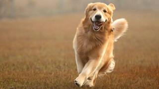 כלב גולדן רטריבר, שהשתתף במחקר, מפגין "התנהגות טובה"