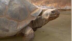 גרמה. בן 141 במותה