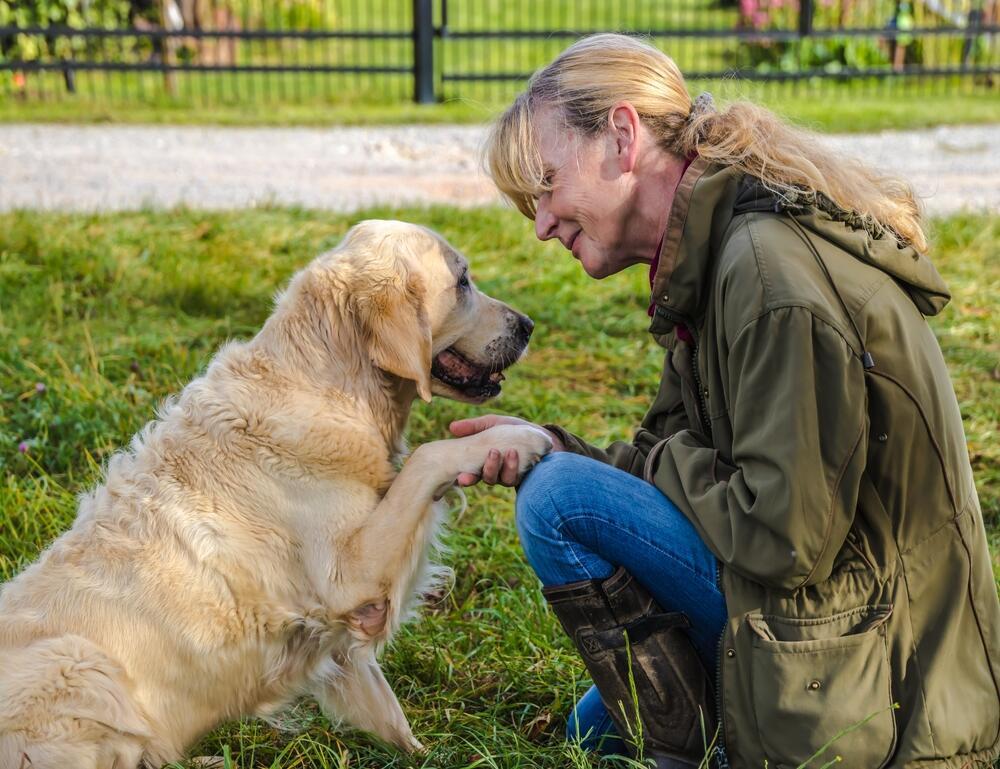 Golden retriever reaches out to its owner (Photo: Birgit Reitz-Hofmann/Shutterstock) גולדן רטריבר מושיט יד לבעליו