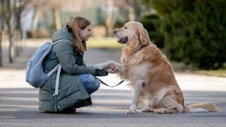 אינטראקציה ידידותית בין גולדן רטריבר לבעליו