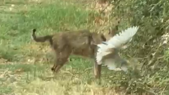 חתול ביצות צד לבנית