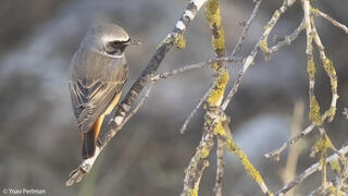 מסע הנדידה הגדול של הציפורים הקטנות