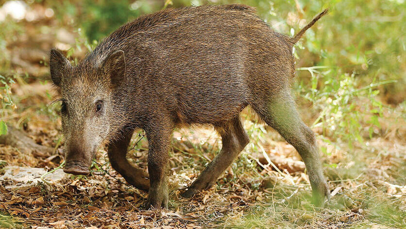 Wild boar (Photo: Elagn Greengorn) yk14593743