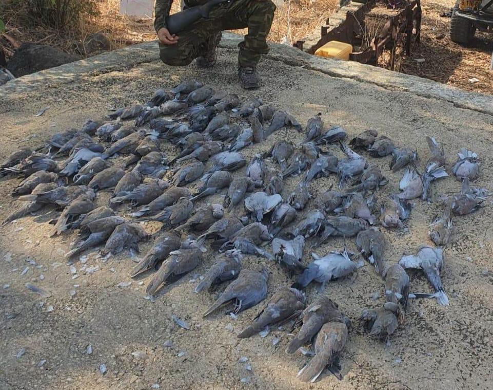 hunting birds (Photo: From social networks) ציד יונים