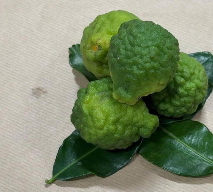 Каффир-лайм (Фото: Сапир Гордо) קפיר ליים