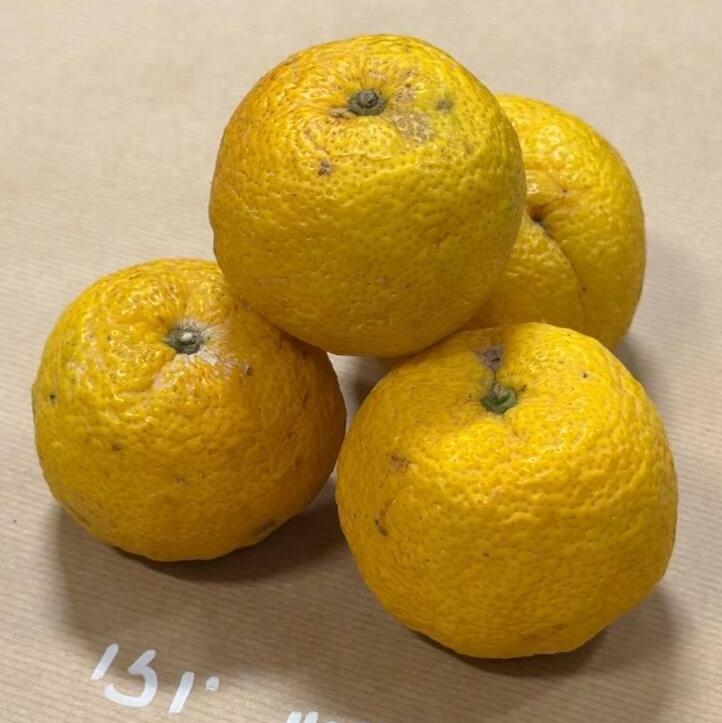 Лимон юдзу (Фото: Сапир Гордо) לימון יוזו