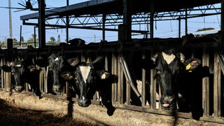 רפת קיבוץ חולית