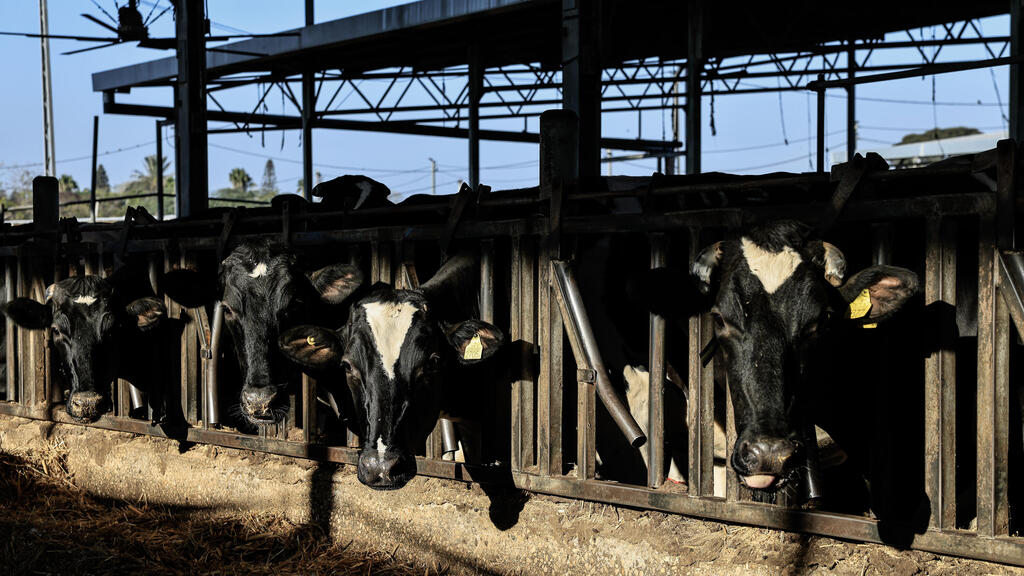 רפת קיבוץ חולית