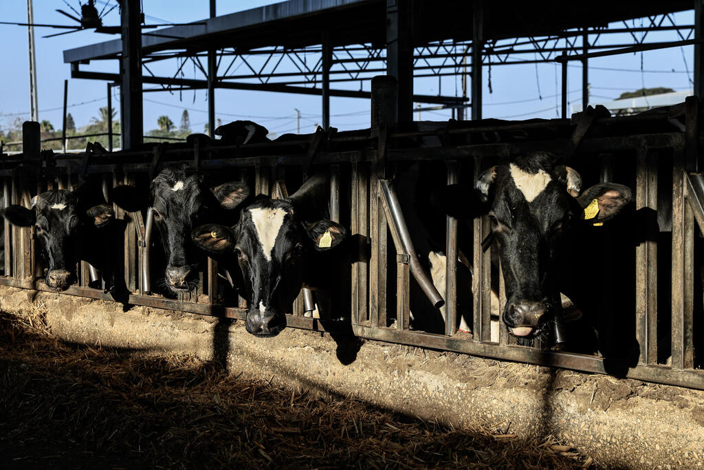 רפת קיבוץ חולית