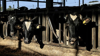 רפת קיבוץ חולית