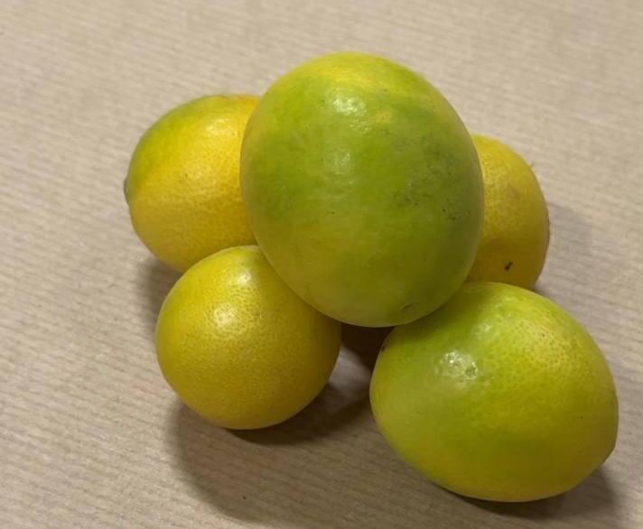 Лимон нанси (Фото: Сапир Гордо) לימון ננסי